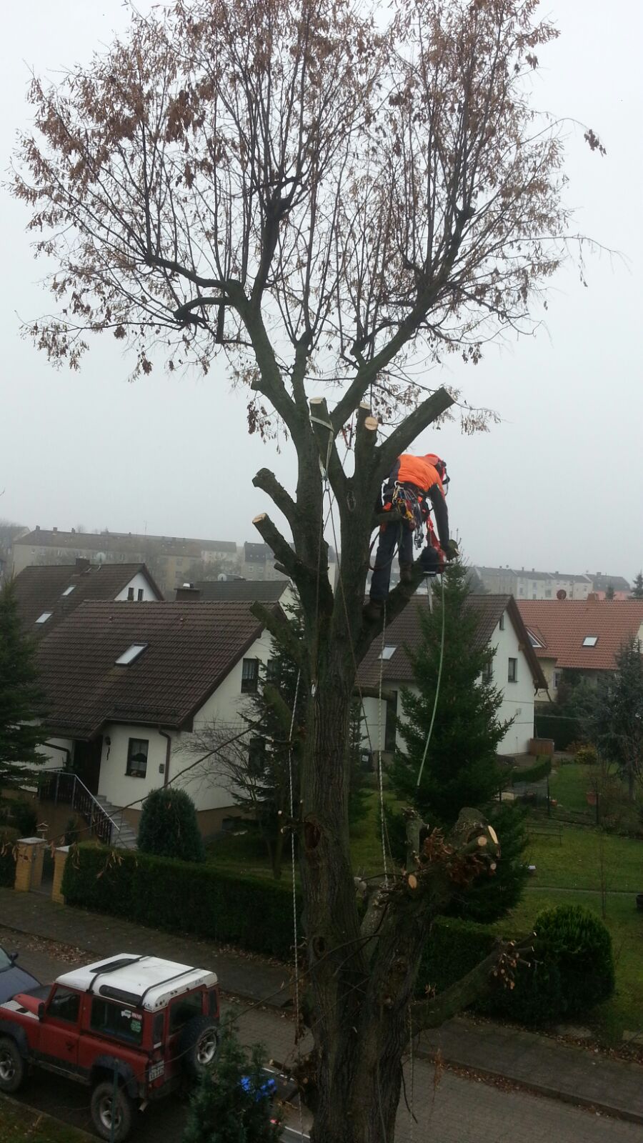 Baumabtragung mit Seilklettertechnik