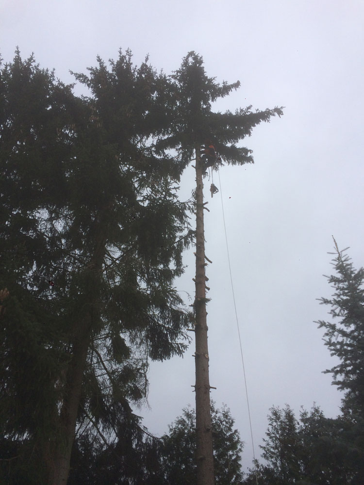 Baumabtragung mit Seilklettertechnik