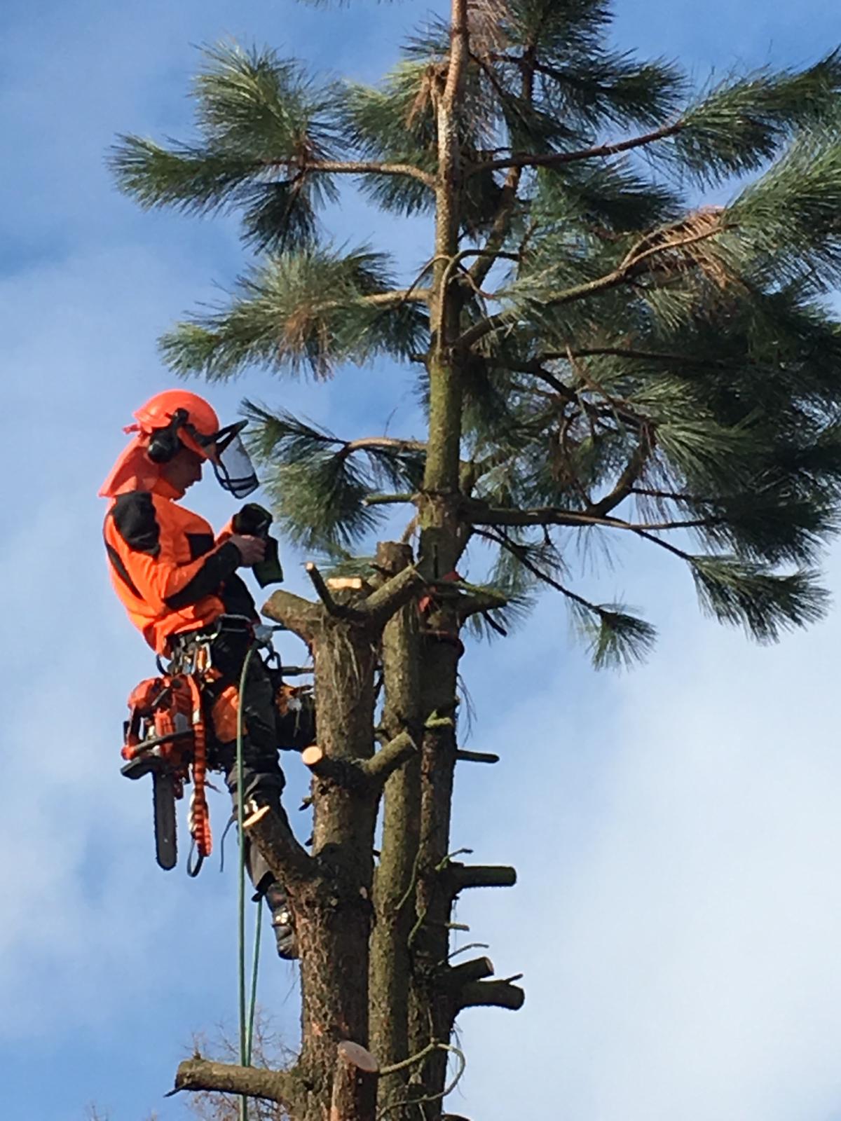 Baumfällung Baumabtragung